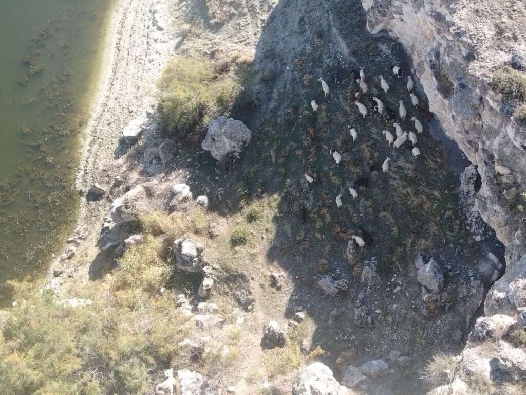 Kaybolan 45 Adet Küçükbaş Hayvan Jandarma Eki̇pleri̇nce Bulundu