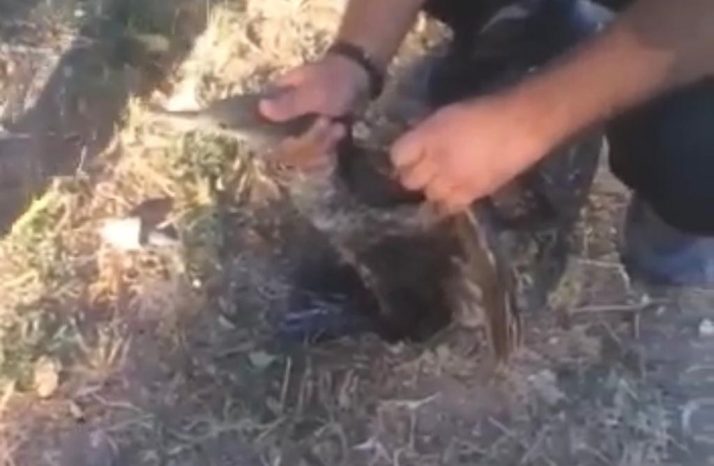 Mi̇si̇naya Dolanan Balıkçıl Kuşu İtfai̇ye Eki̇pleri̇nce Kurtarıldı