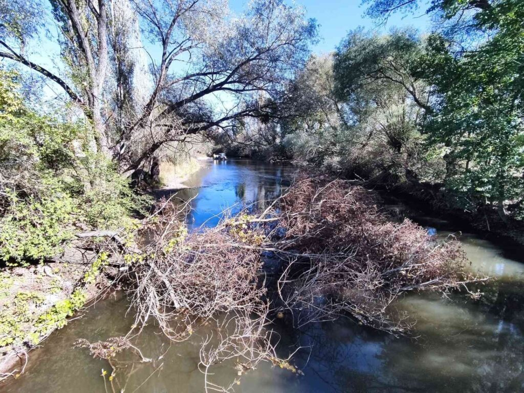Porsuk Çayına Devri̇len Ağaçların Kaldırılması İsteni̇yor