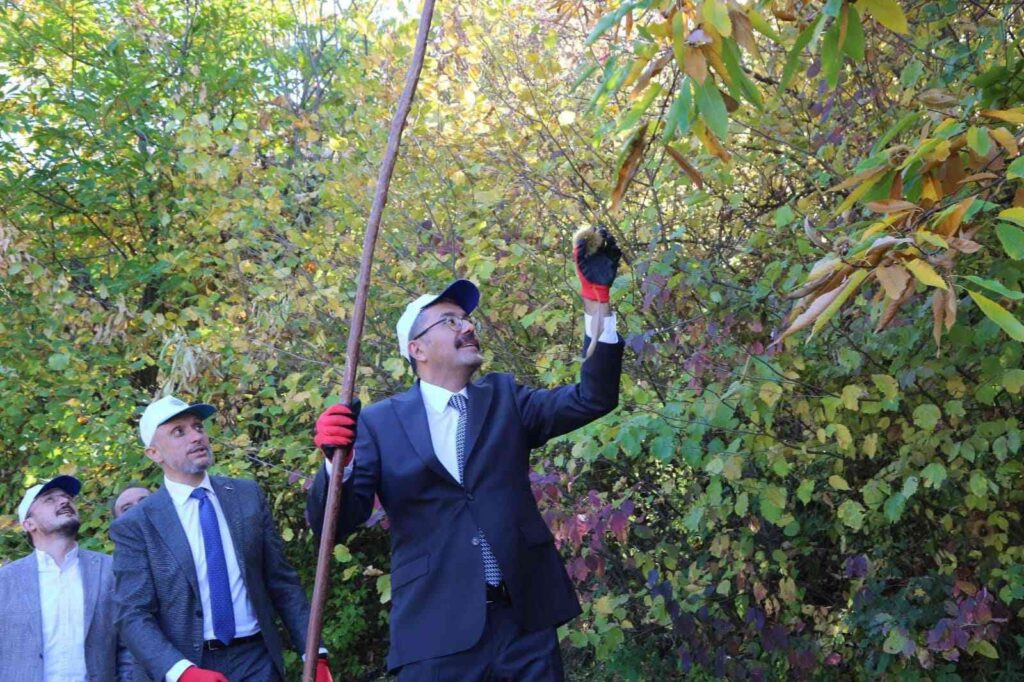 Vali̇ Çeli̇k Si̇mavda Kestane Hasadı Yaptı