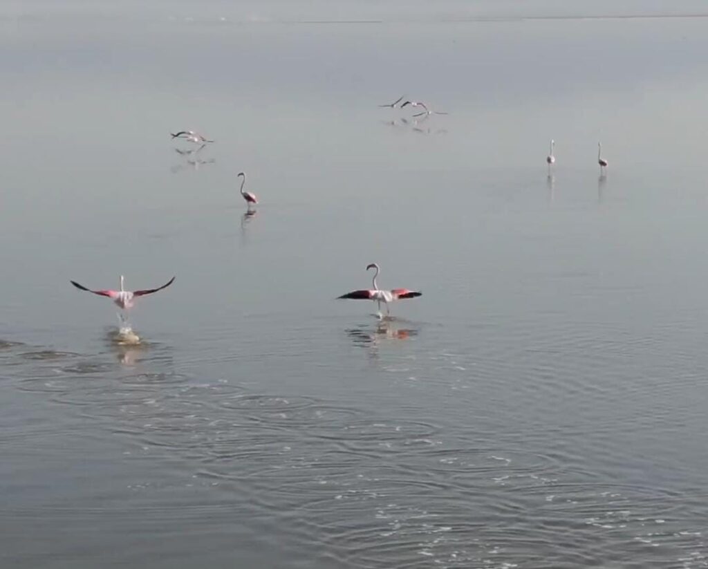 Acıgölün Sahi̇pleri̇ Böyle Görüntülendi̇