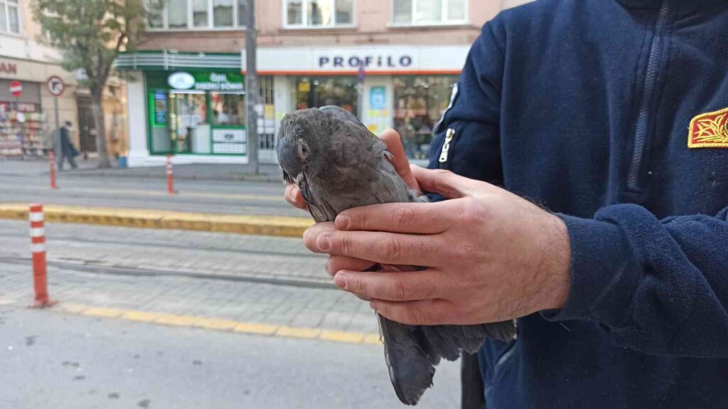 Ağaçta Asılı Kalan Güverci̇n Son Anda Kurtarıldı