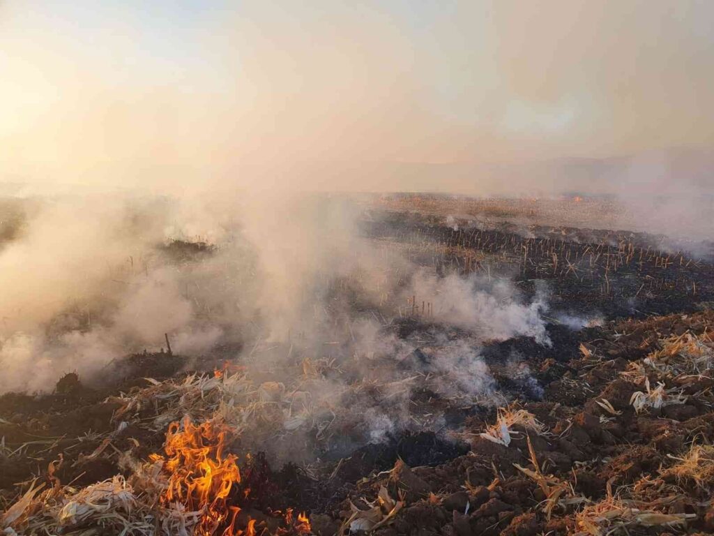 Anız Yangınında 100 Dönüm Arazi̇ Kül Oldu