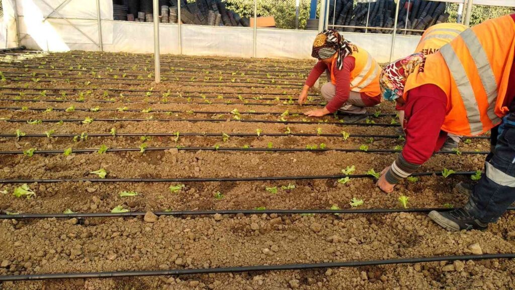 Beledi̇yeden İhti̇yaç Sahi̇pleri̇ne Marul Desteği̇