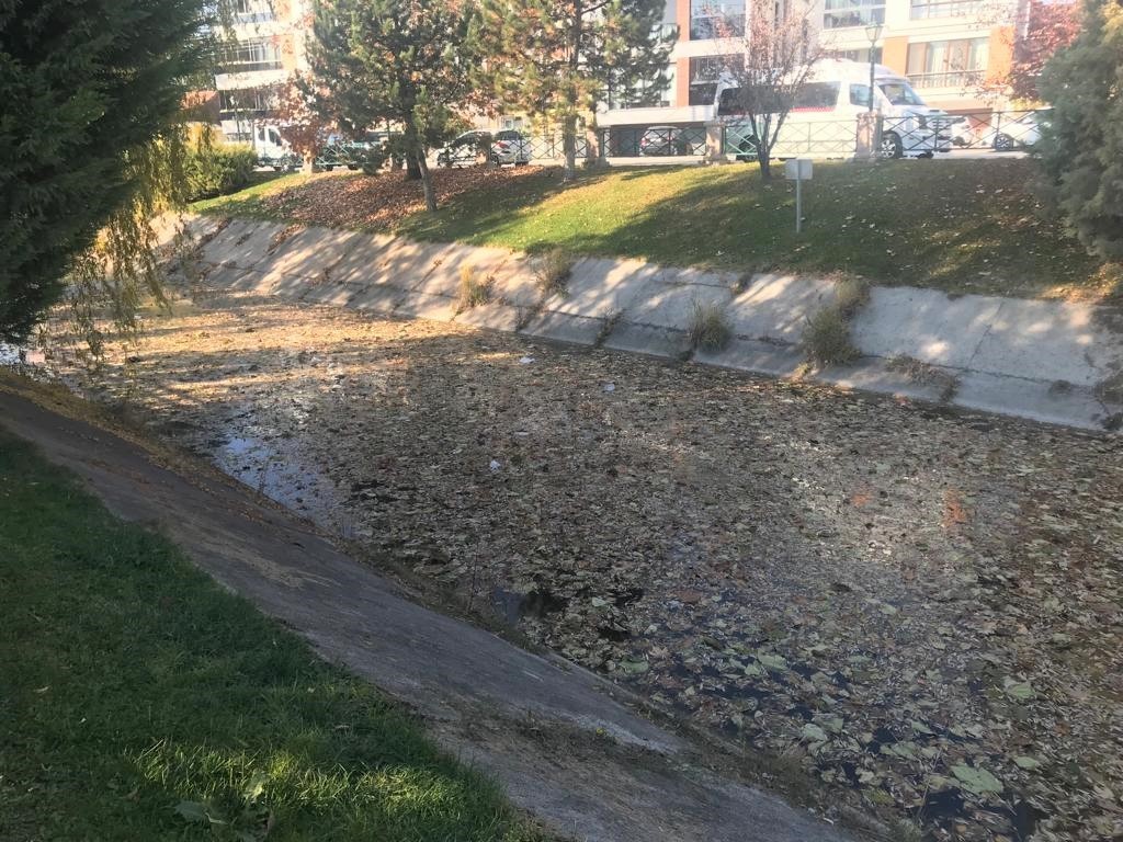 Dökülen Yapraklar Su Yüzeyi̇ni̇ Kapladı