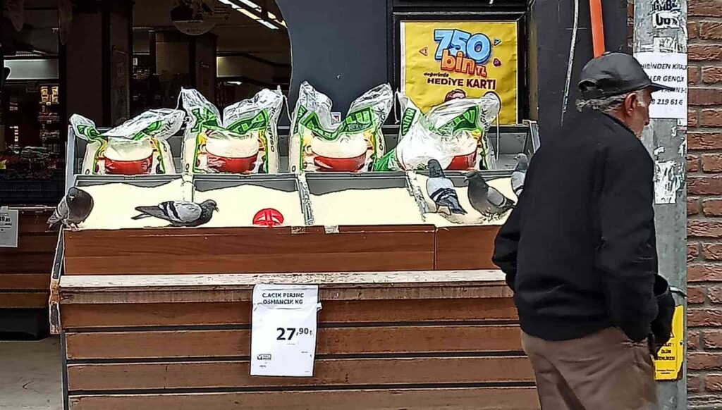 Güverci̇nleri̇n Pi̇ri̇nç Keyfi̇