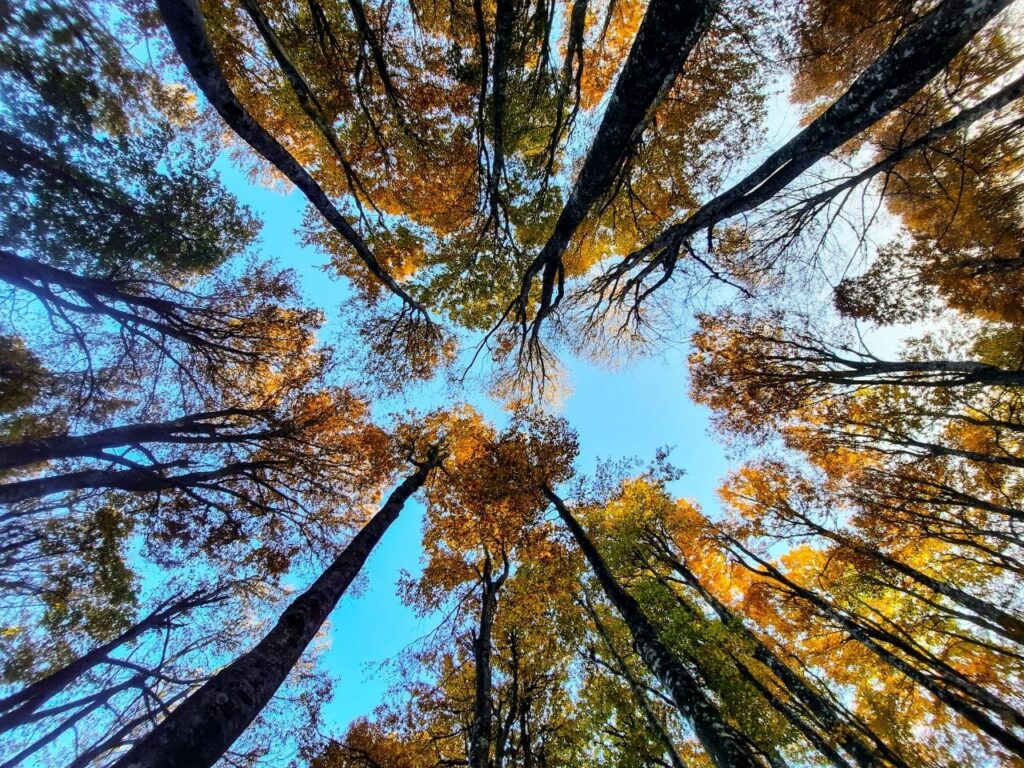 Kırsal Kesi̇mlerdeki̇ Sonbahar Manzaraları Hayran Bırakıyor