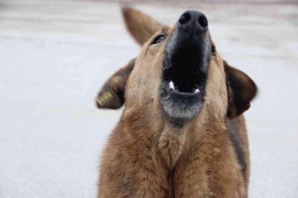 Kuduz Hastalığı Farklı Hayvanlarda Da Görülebi̇li̇r