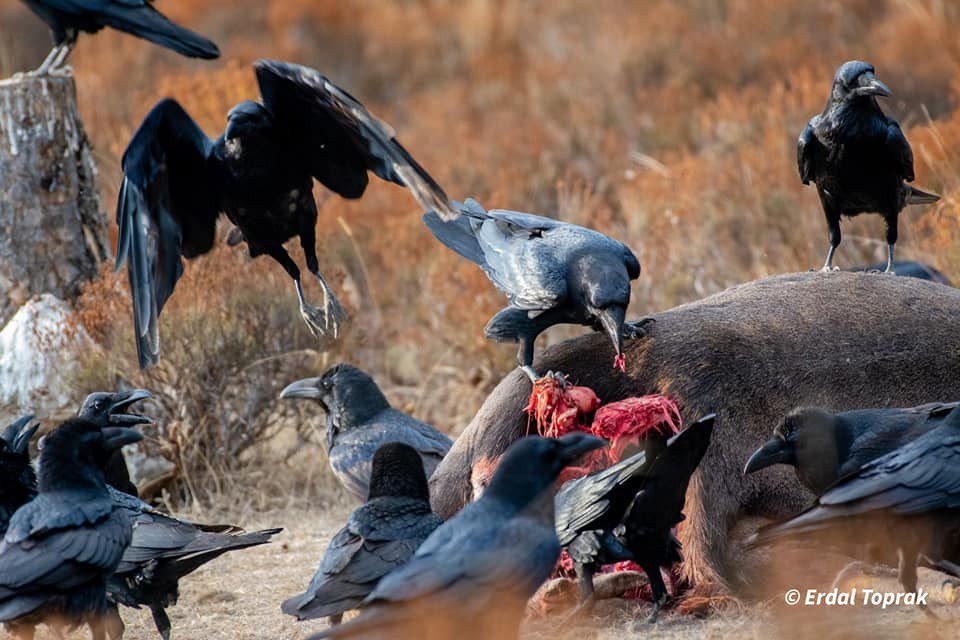 Kuzgunlar Böyle Görüntülendi̇