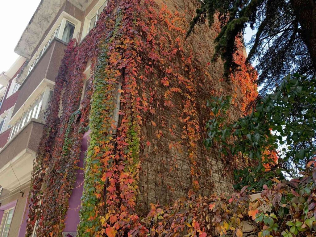(Özel) Eski̇şehi̇rde Rengarenk Sarmaşıklar Adeta Duvarları Boyuyor