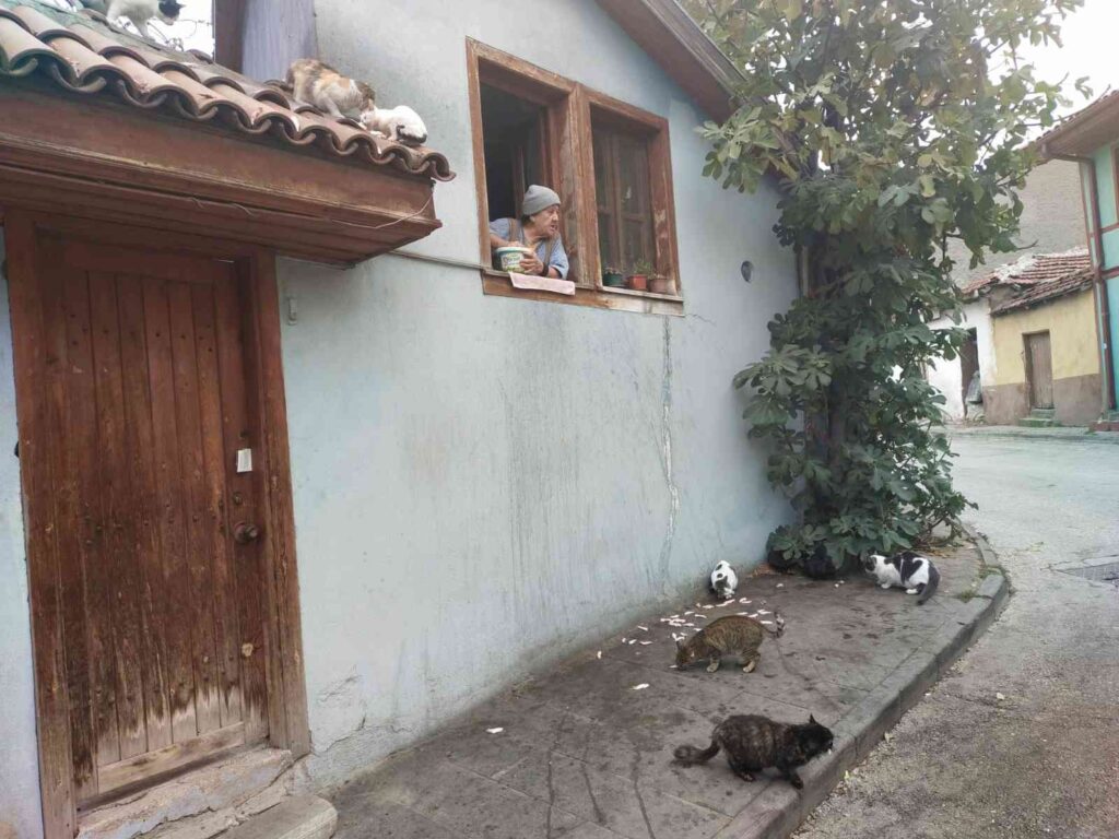 (Özel) Evi̇ni̇n Camından Onlarca Kedi̇yi̇ Besli̇yor