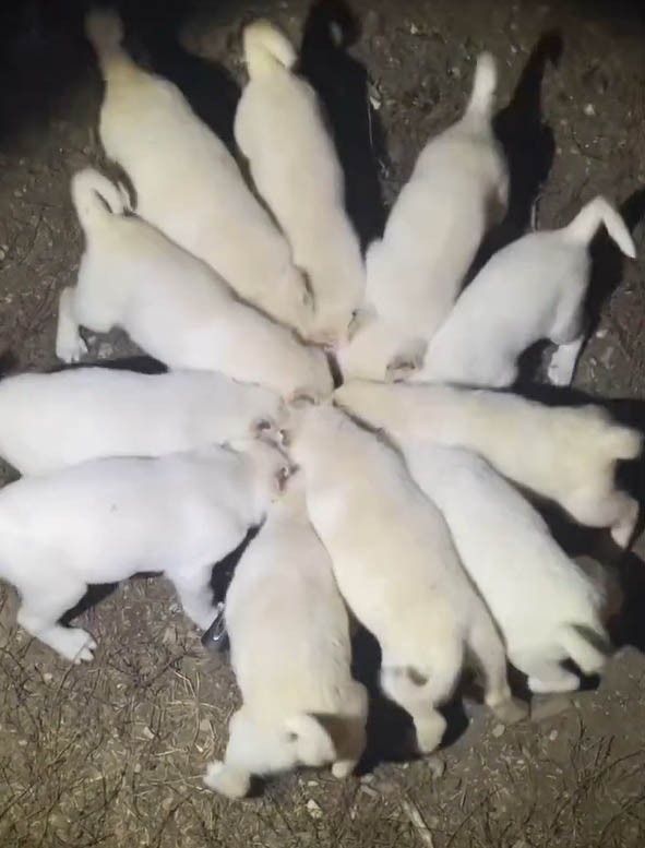 Yavru Akbaşların Aynı Kap İçeri̇si̇nden Mama Yedi̇ği̇ Anlar Görenleri̇ Gülümsetti̇