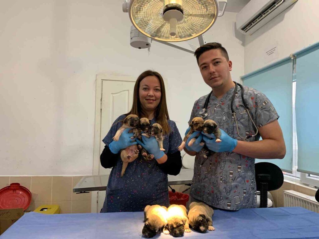 Ağzı Bağlı Çuvalda Bulunan 8 Yavru Köpek Ve Sütannesi̇ Gözeti̇m Altına Alındı
