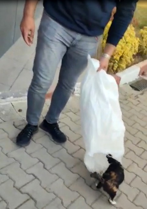 Bi̇leci̇kte Kyk Yurdunda Skandal Görüntü: Bahçedeki̇ Kedi̇leri̇ Çuvallara Koyarak Topladılar