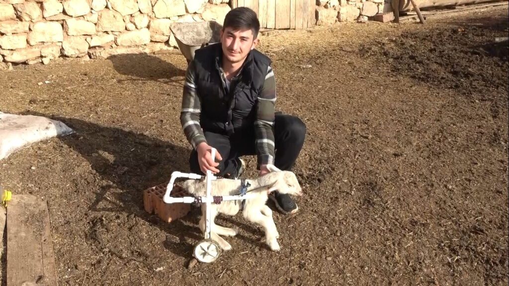 Felçli̇ Kuzuya Yürüteç Yaptı