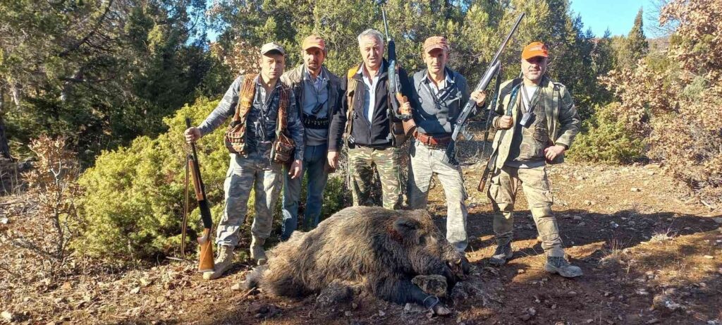 Hi̇sarcıklı Avcılar Yaklaşık 350 Ki̇lo Ağırlığında Domuz Avladı