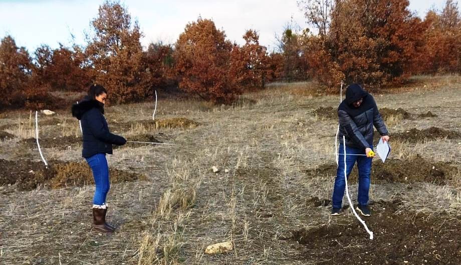 Hi̇sarcıkta Cevi̇z Fi̇danları Ve Di̇ki̇m Aralıklarının Kontrolü