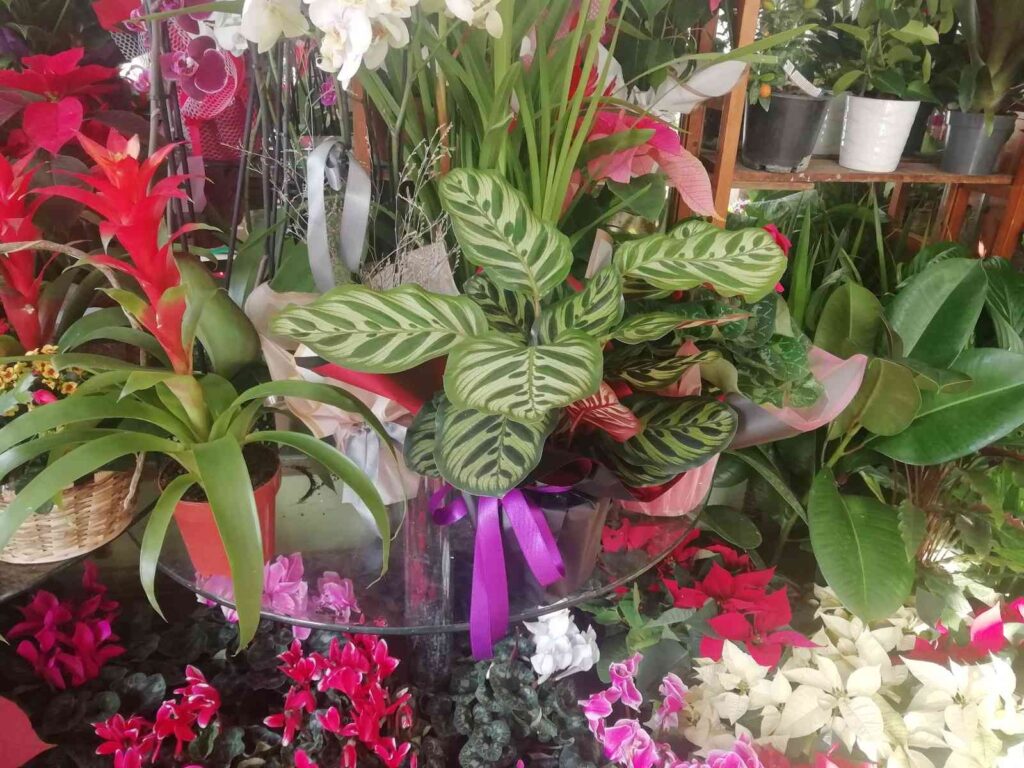 Kışın Çi̇çek Bakımına Di̇kkat