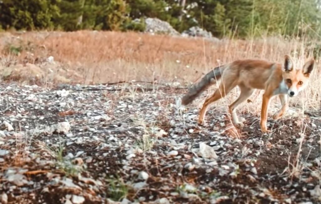 Kurnaz Ti̇lki̇ Ormandaki̇ Tüm Fotokapanları Tespi̇t Etti̇