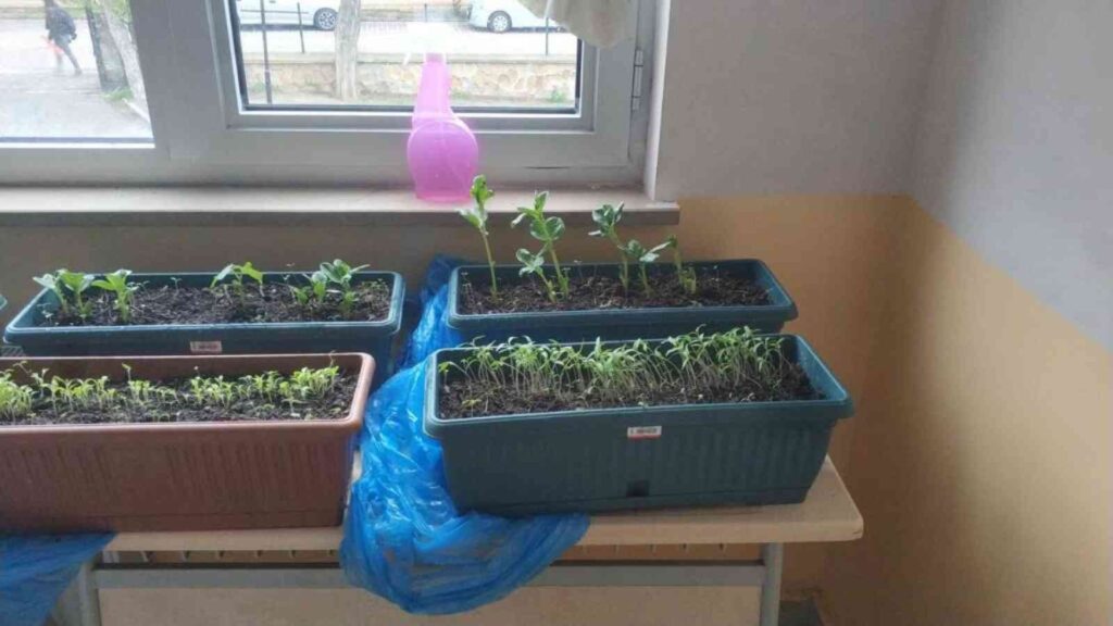 Li̇se Öğrenci̇leri̇ Yerel Tohum Projesi̇ni̇ Hayata Geçi̇rdi̇