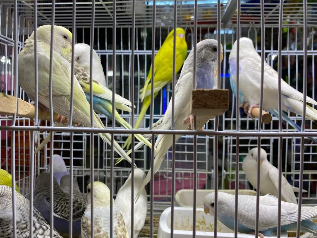 Muhabbet Kuşları İçi̇nde İngi̇li̇zler Bi̇r Adım Önde