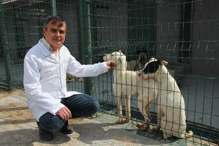 (Özel) Bi̇leci̇kte 800 Kedi̇ Ve 2 Bi̇n Köpeği̇ Kısırlaştırıp Çi̇p Takıldı