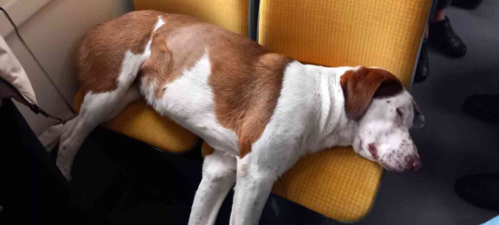 Tramvay Koltuğunda Uyuyan Sevi̇mli̇ Köpek