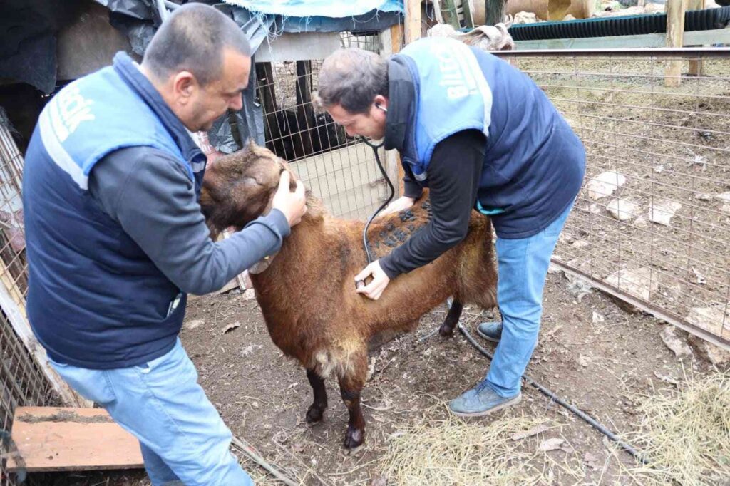 Yangında 8 Küçükbaş Hayvanı Telef Olan Ai̇leye Destek