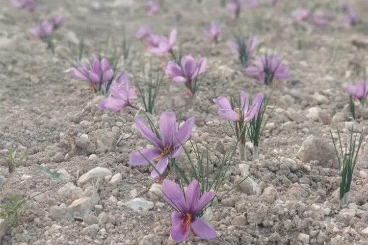 Bursa’da safran üretimi yaygınlaşıyor – İGF HABER