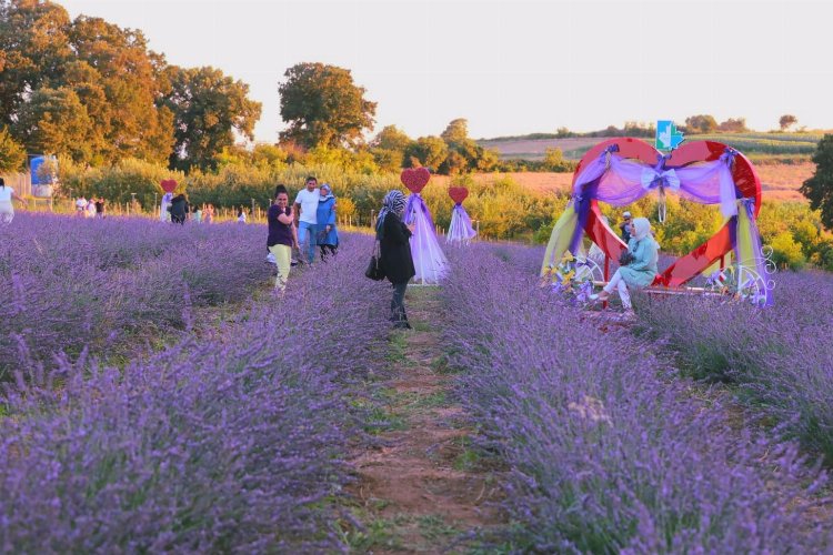 İzmitliler Lavanta Şenlikleri’nde buluştu – İGF HABER