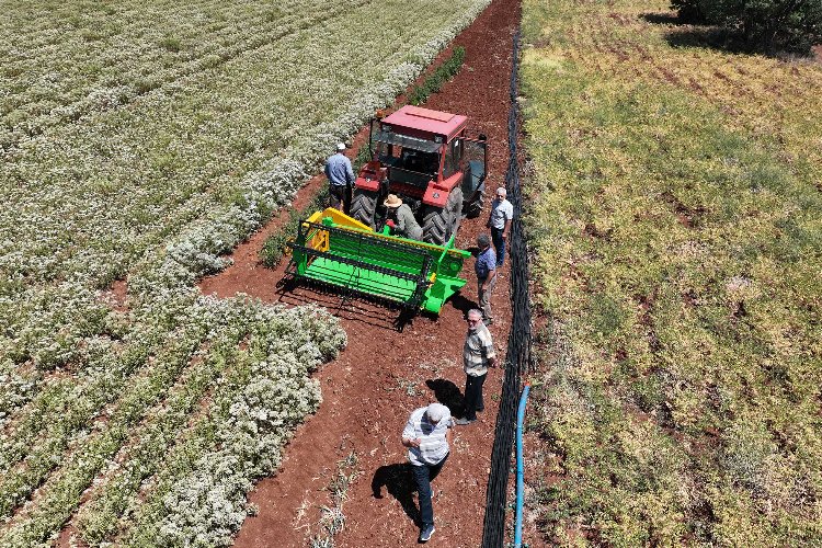 Susuz tarımda hasat zamanı – İGF HABER