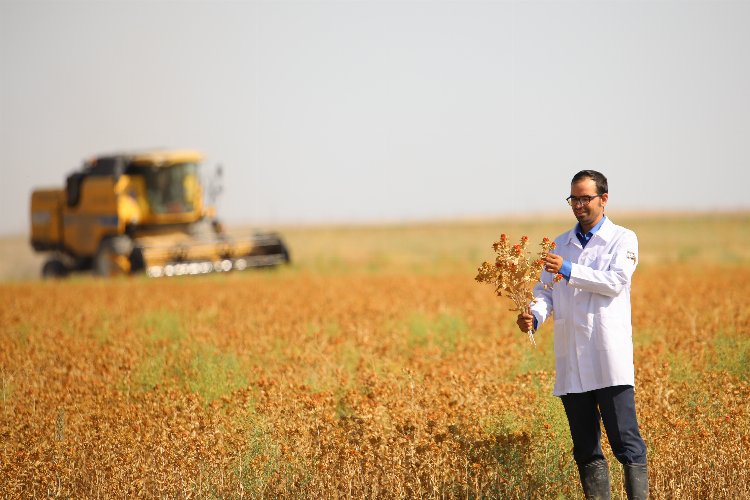 Konya’da susuz tarımla aspir hasadı