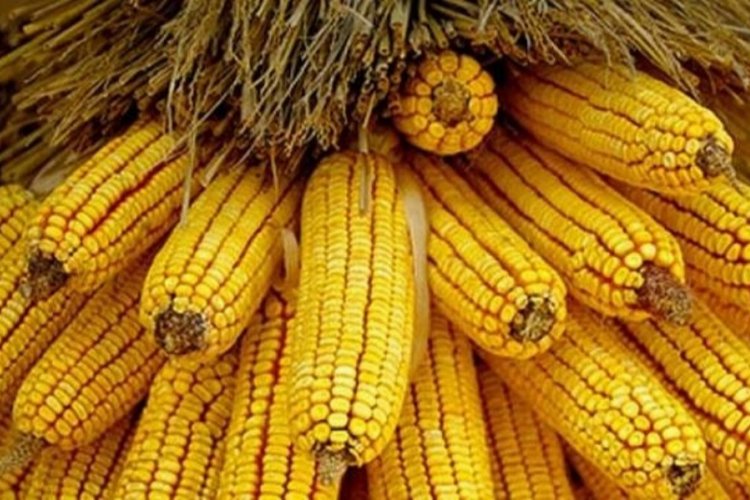 TMO açıkladı… Mısır alım fiyatı belli oldu