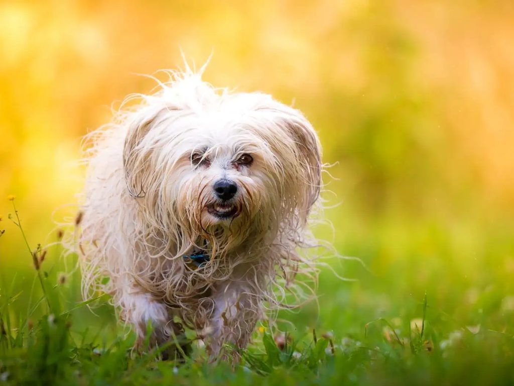 Maltese Terrier Özellikleri