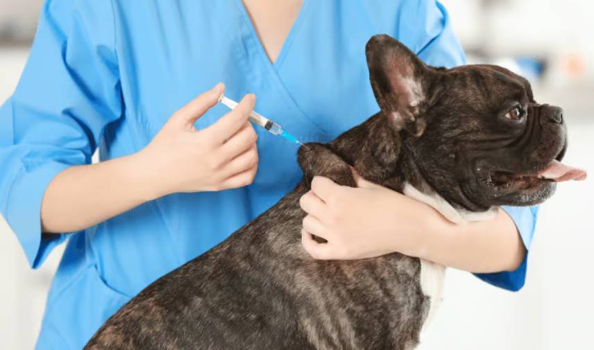 Evcil Dostlarınızın Vazgeçilmez Yardımcısı Petinoks