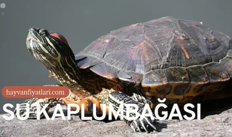 Su Kaplumbağası Fiyatları ve Besleme Rehberi