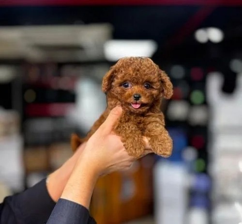 Evcil Hayvan Sahiplenme Sürecinde Dikkat Edilmesi Gerekenler