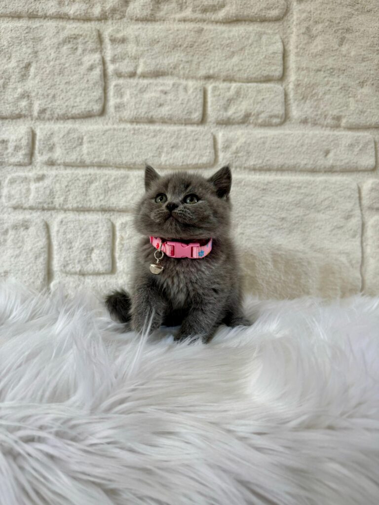 British Shorthair Kedi Irkıyla Tanışın