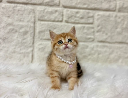 British Shorthair Irkı Hakkında Bilmeniz Gerekenler