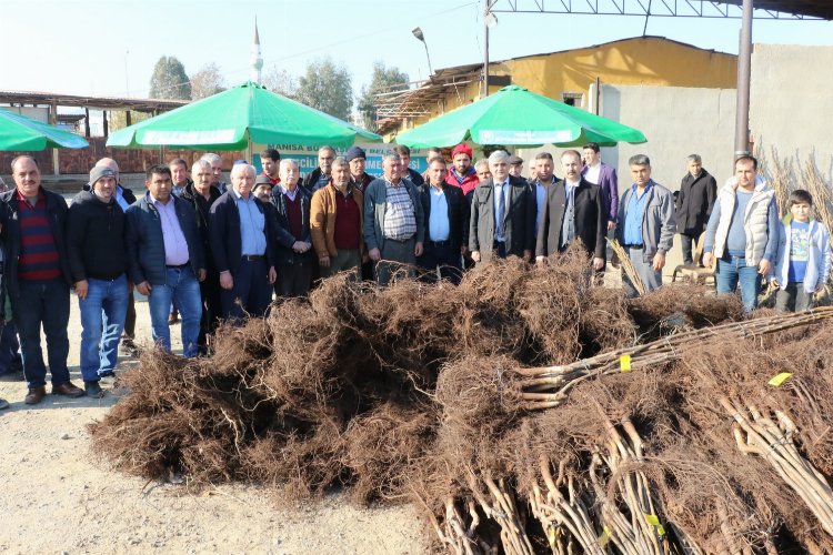 Manisa’da üreticilere Büyükşehir’den meyve fidanı katkısı
