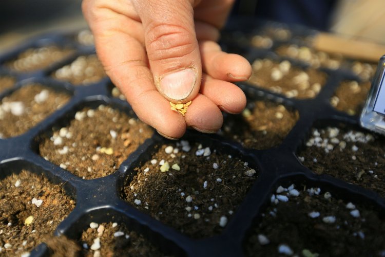 Muğla’da yerel tohumlar dağıtılıyor