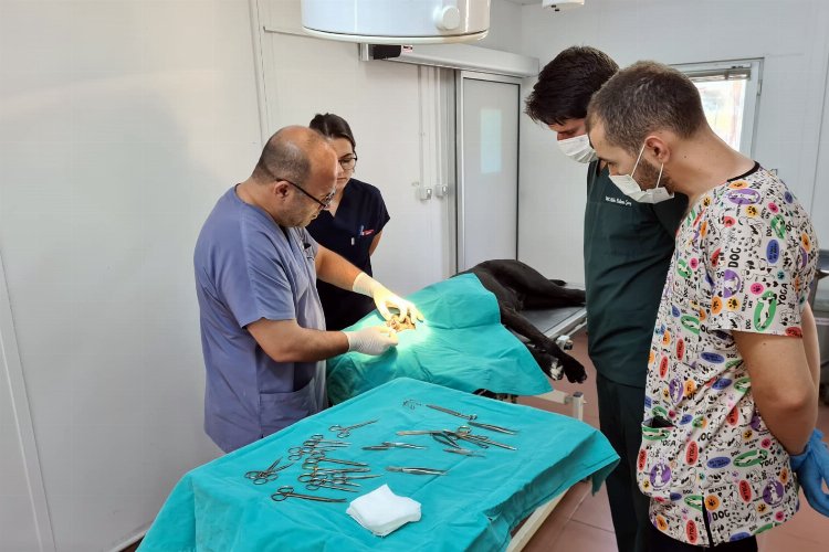 Bursa Osmangazi’de 7 bin 87 can dost şifa buldu