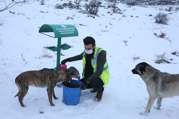 Kayseri Talas’ta sokak hayvanlarına yardım eli
