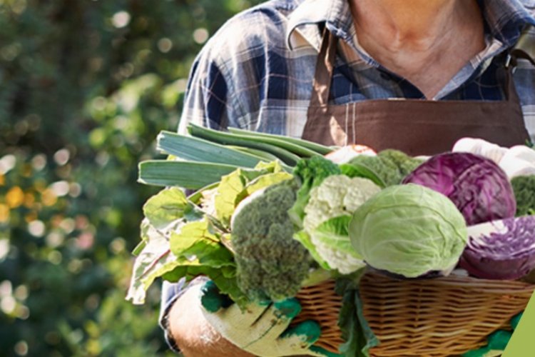 Muğla Milas’ta yüzde 50 hibeli kışlık sebze fidesi desteği