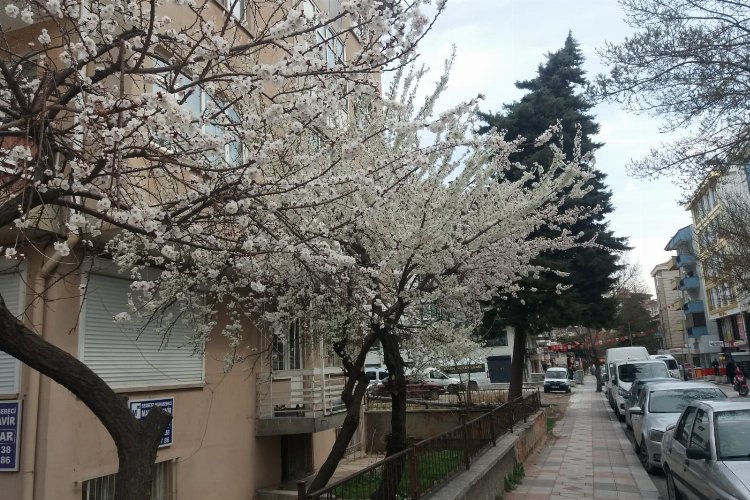 Doğa ana uyandı… Afyon’a bahar geldi
