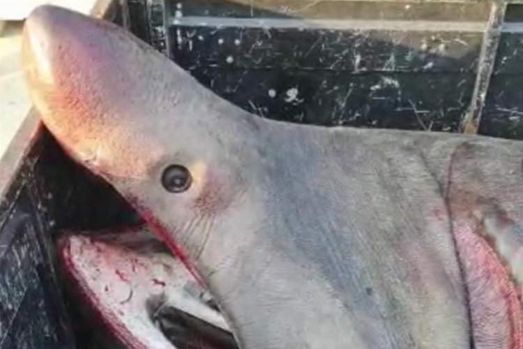 2 tonluk ‘Büyük Camgöz’ ağa takıldı!