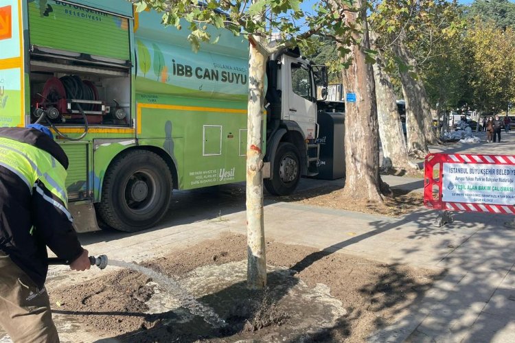 İstanbul Beşiktaş’taki çınar ağaçları yaşatılacak