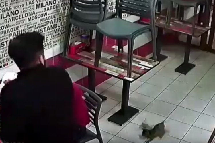 Bursa Gemlik’te çatıdan düşen yavru kediler korkuttu!