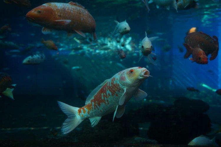 Bursa Yıldırım’da ‘Tünel Akvaryum’ ilgisi