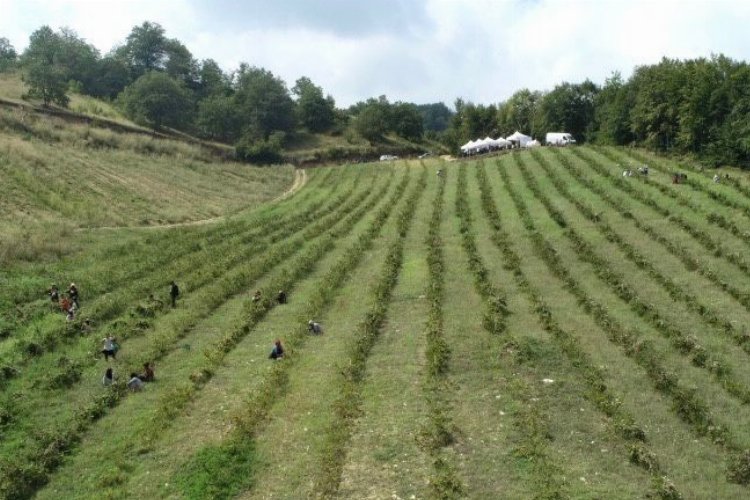Bursa’da İnegöl tarımı şahlanıyor